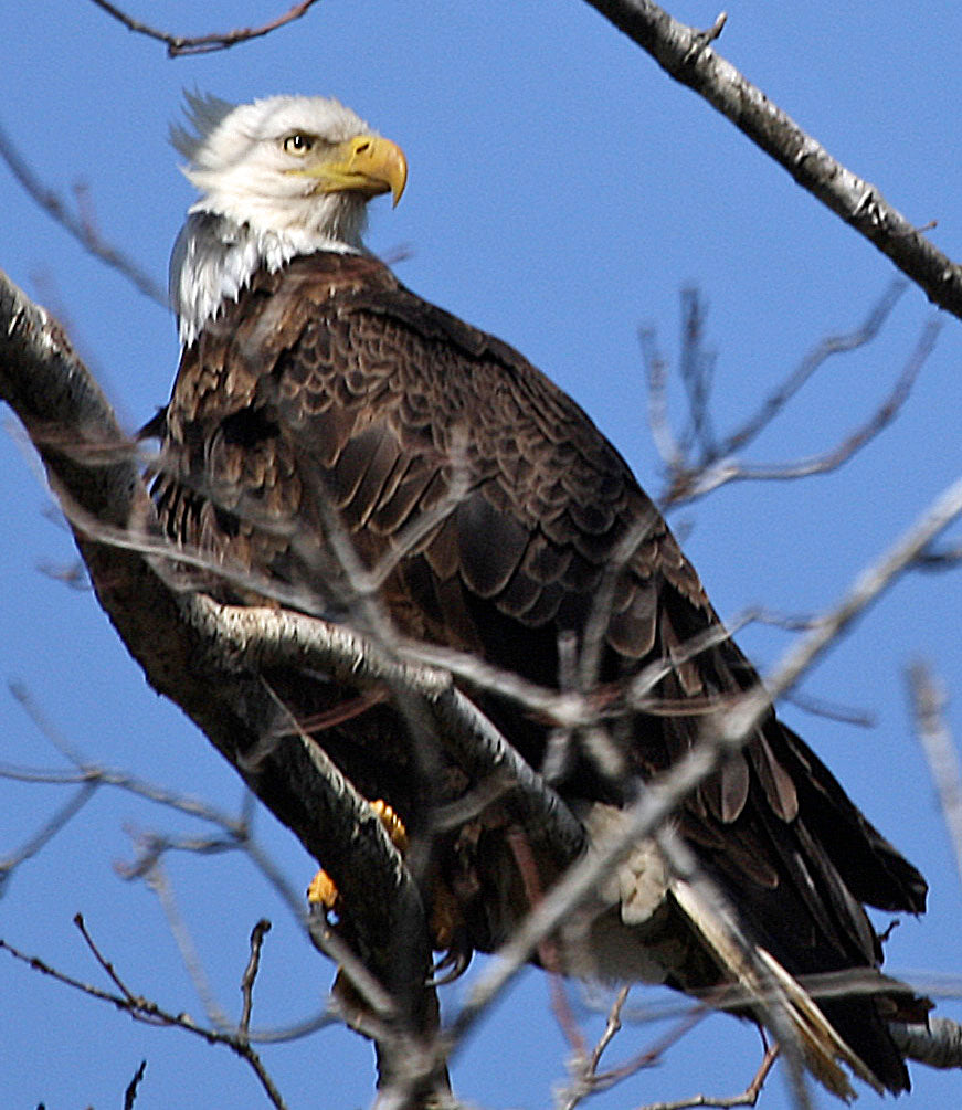 Eagle in a Big Tree