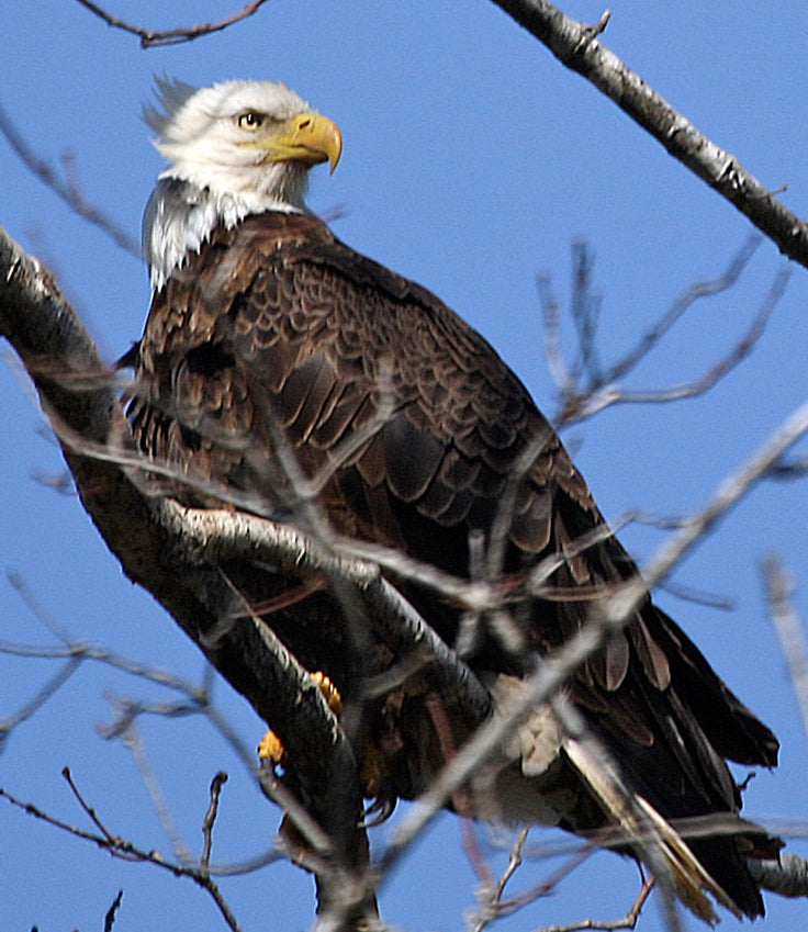 Eagle in a Big Tree