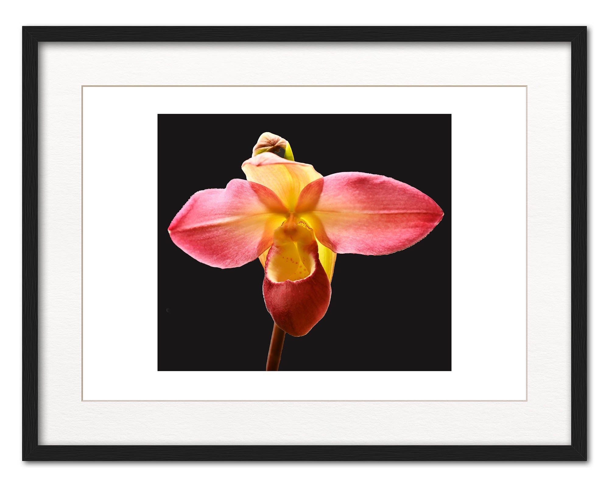 Phragmipedium Allison Strohm