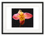 Phragmipedium Allison Strohm