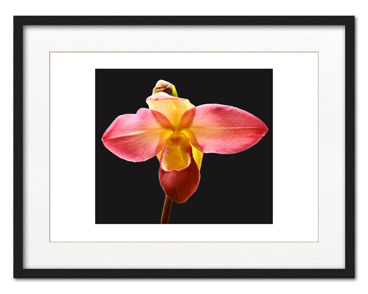 Phragmipedium Allison Strohm