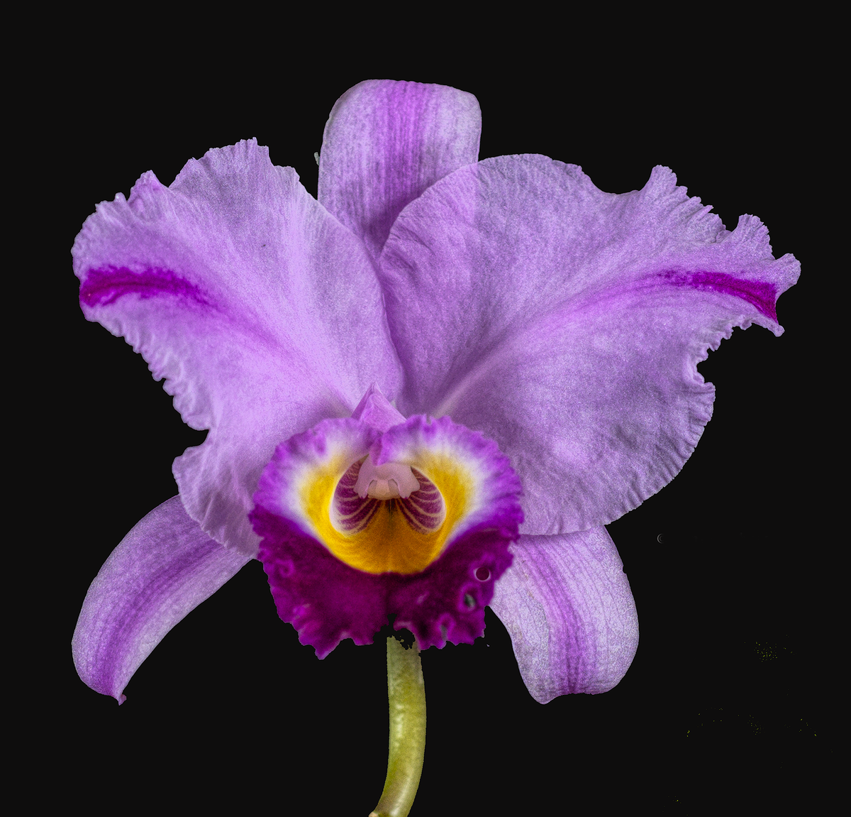 Lavender Winter Cattleya orchid photograph by John Cranshaw