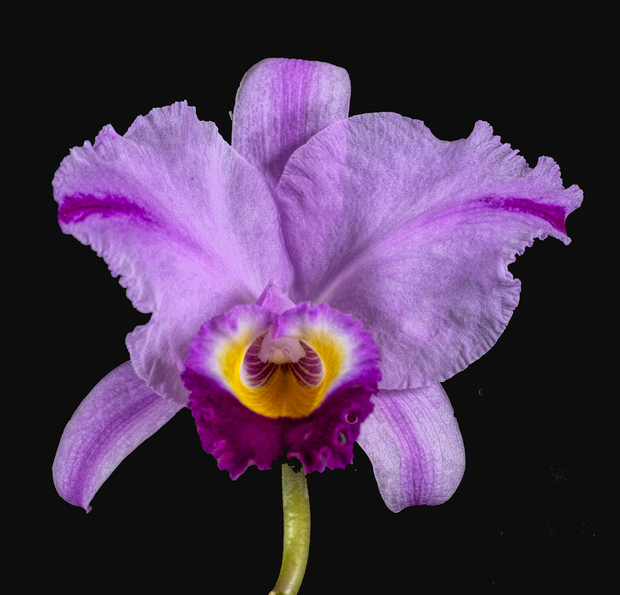 Lavender Winter Cattleya orchid photograph by John Cranshaw