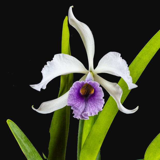 Coerulea Cattleya orchid photograph by John Cranshaw