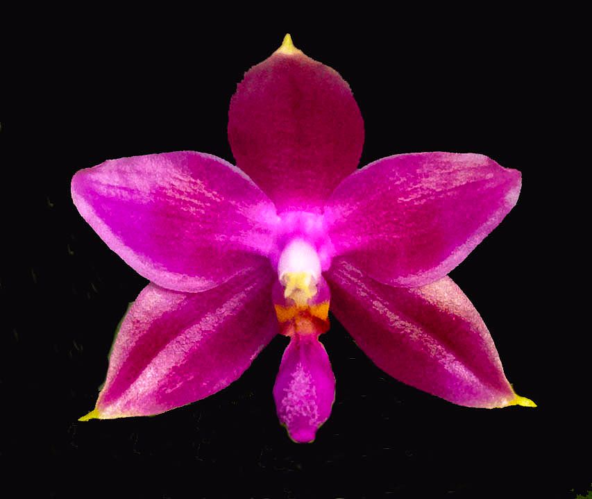 Kulani orchid photograph by John Cranshaw