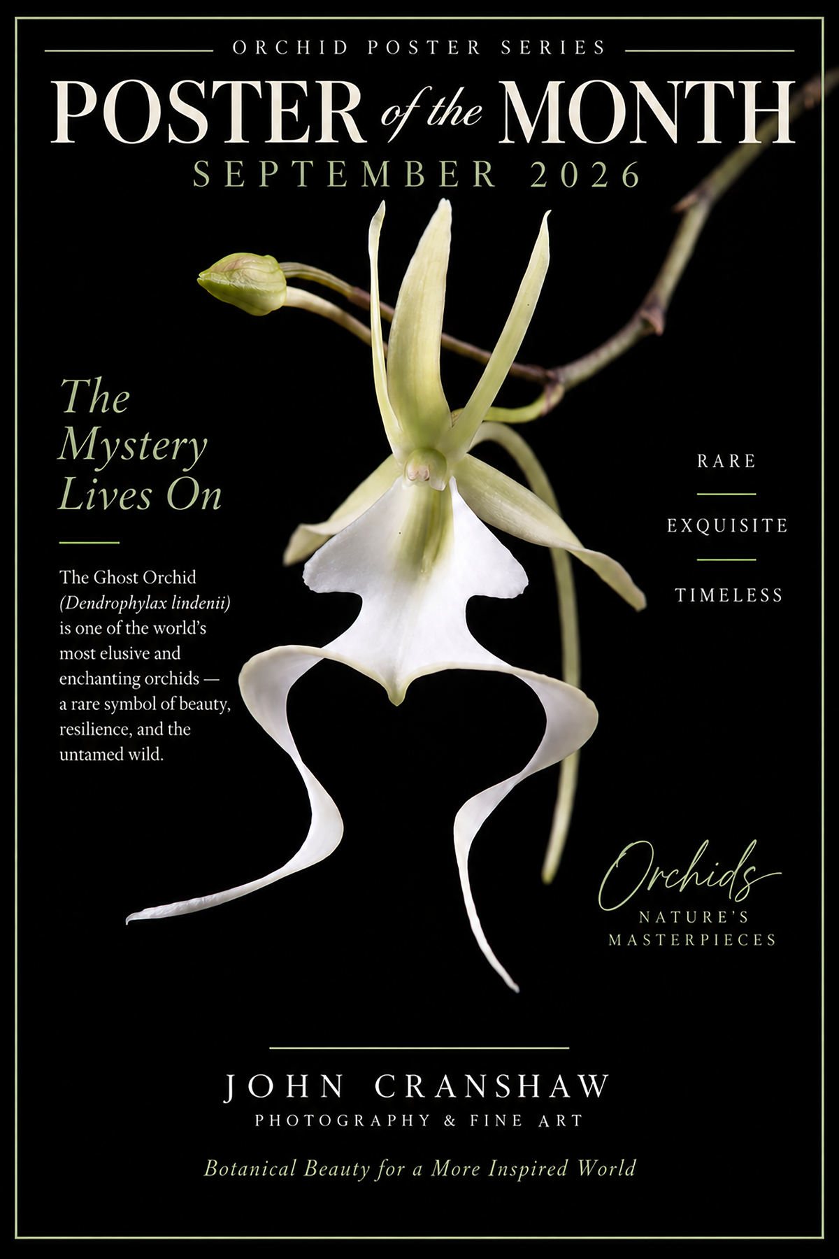 September 2006 Monthly Orchid Poster Series - Ghost Orchid