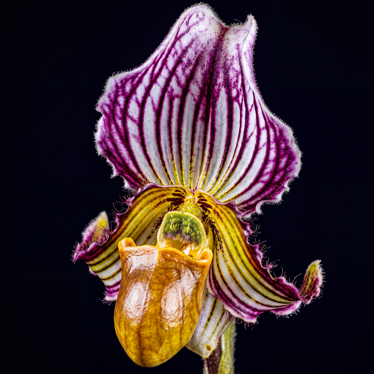 Striped Paphiopedilum orchid photograph by John Cranshaw