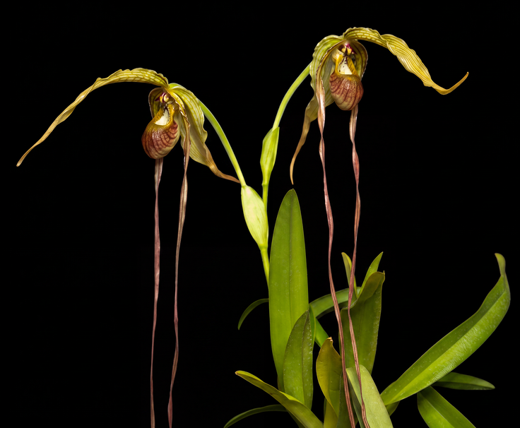 Phragmipedium Grande Pair orchid photograph by John Cranshaw