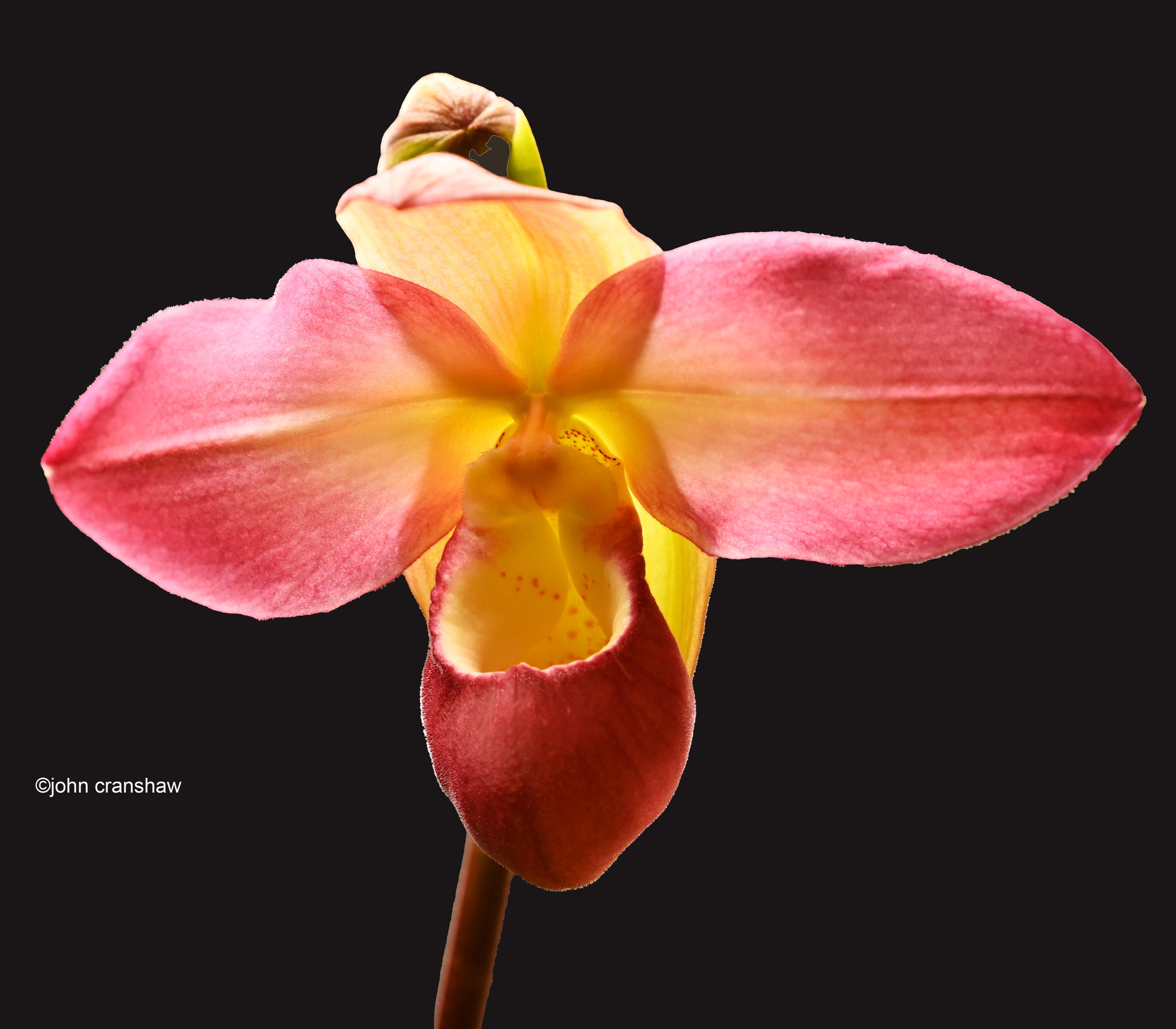 Lady Slipper Orchid