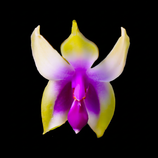 Phalaenopsis bellina orchid photograph by John Cranshaw