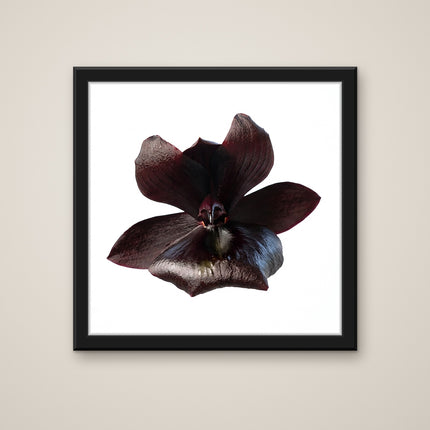 Black Magic orchid art print in a black frame