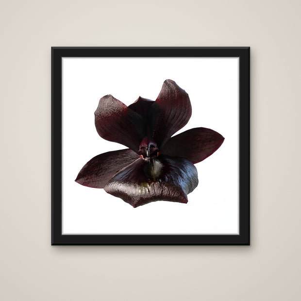 Black Magic orchid art print in a black frame