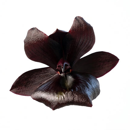 Black Magic digital orchid art by John Cranshaw