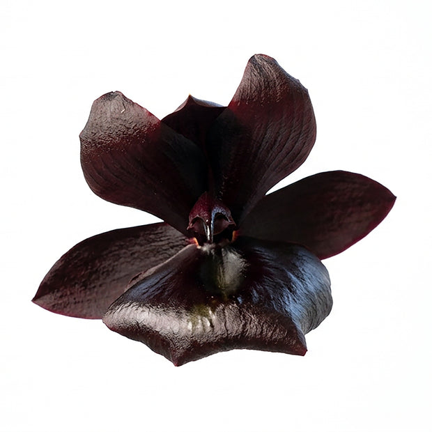 Black Magic digital orchid art by John Cranshaw