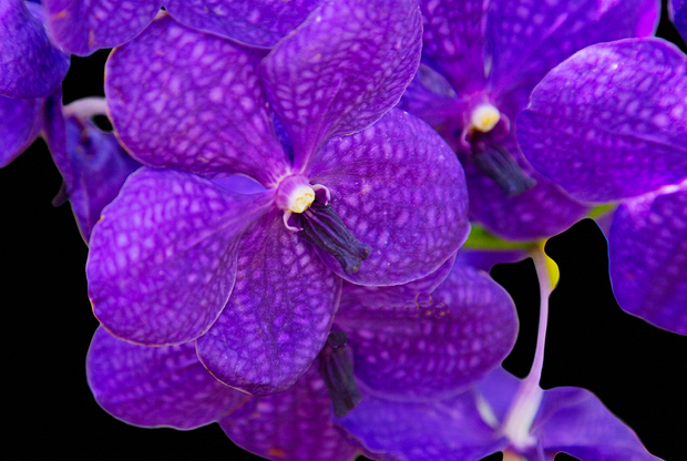 Blue Vanda orchid photograph by John Cranshaw