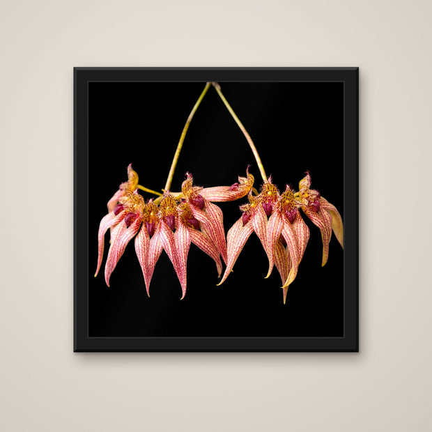 Bulbophyllum Frostii orchid art print in a black frame