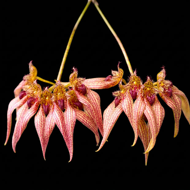 Bulbophyllum Frostii digital orchid art by John Cranshaw