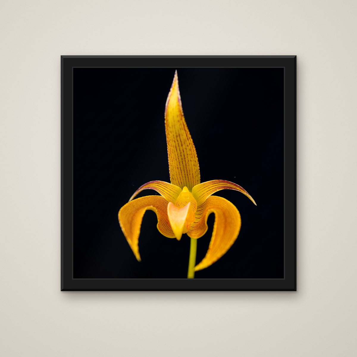 Bulbophyllum Lobbii orchid art print in a black frame