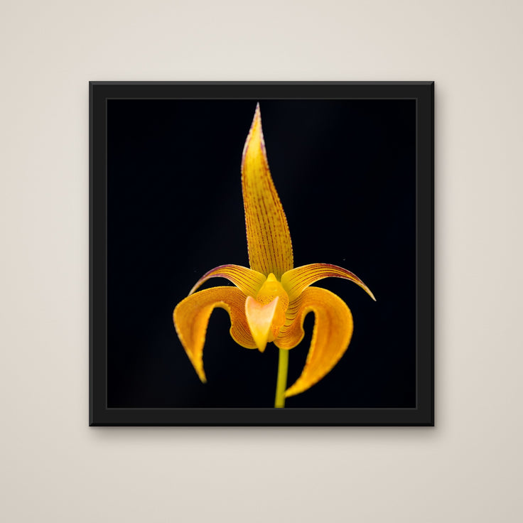 Bulbophyllum Lobbii orchid art print in a black frame
