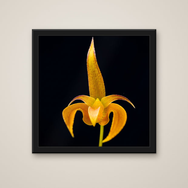 Bulbophyllum Lobbii orchid art print in a black frame