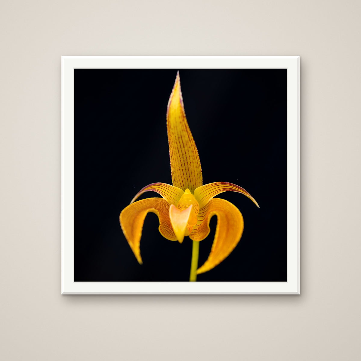 Bulbophyllum Lobbii orchid art print in a white frame