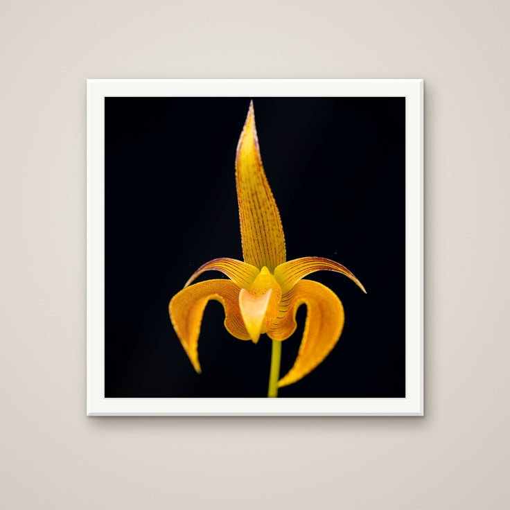 Bulbophyllum Lobbii orchid art print in a white frame