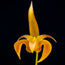 Bulbophyllum Lobbii digital orchid art by John Cranshaw