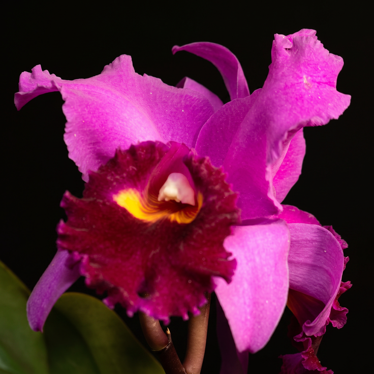 Magenta Cattleya Hybrid orchid photograph by John Cranshaw