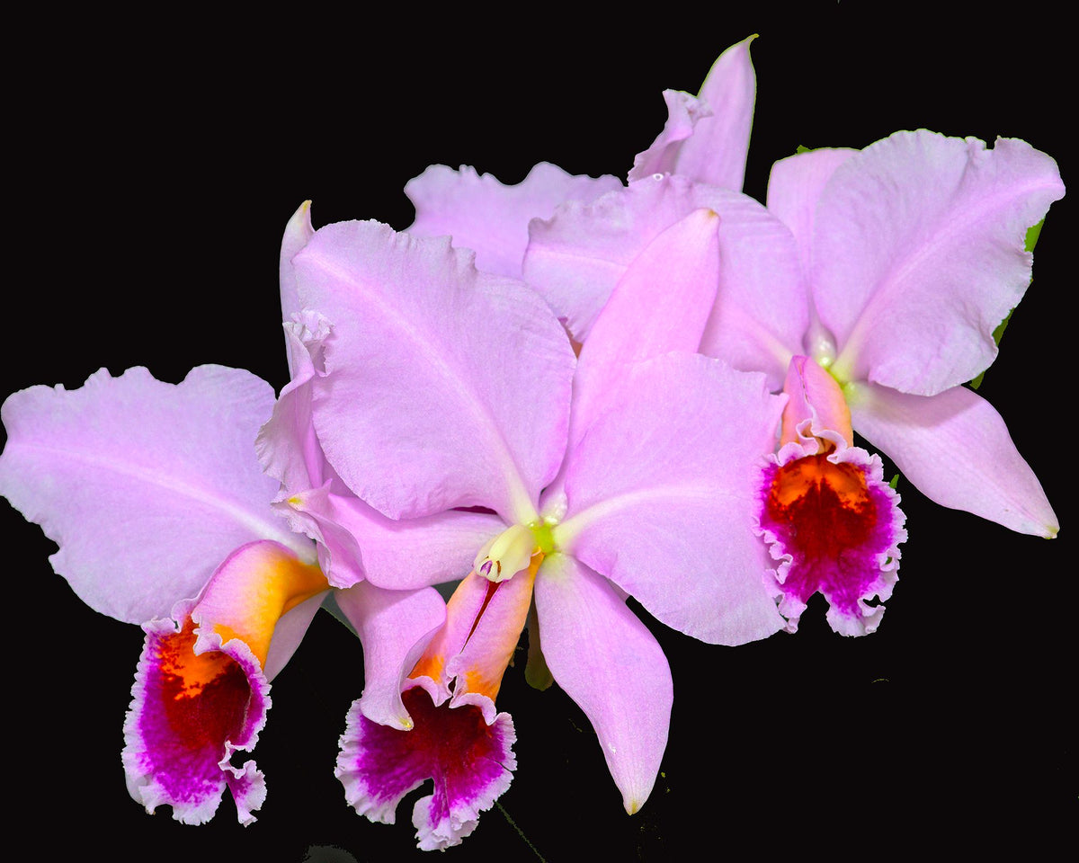 Cattleya trianae orchid photograph by John Cranshaw