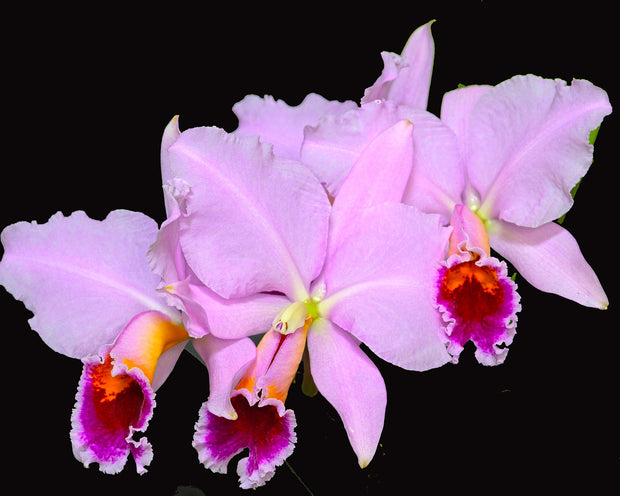 Cattleya trianae orchid photograph by John Cranshaw