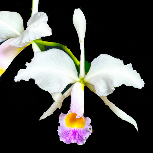White Cattleya orchid photograph by John Cranshaw