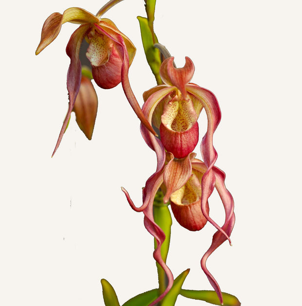Twisting Slipper Orchid orchid photograph by John Cranshaw