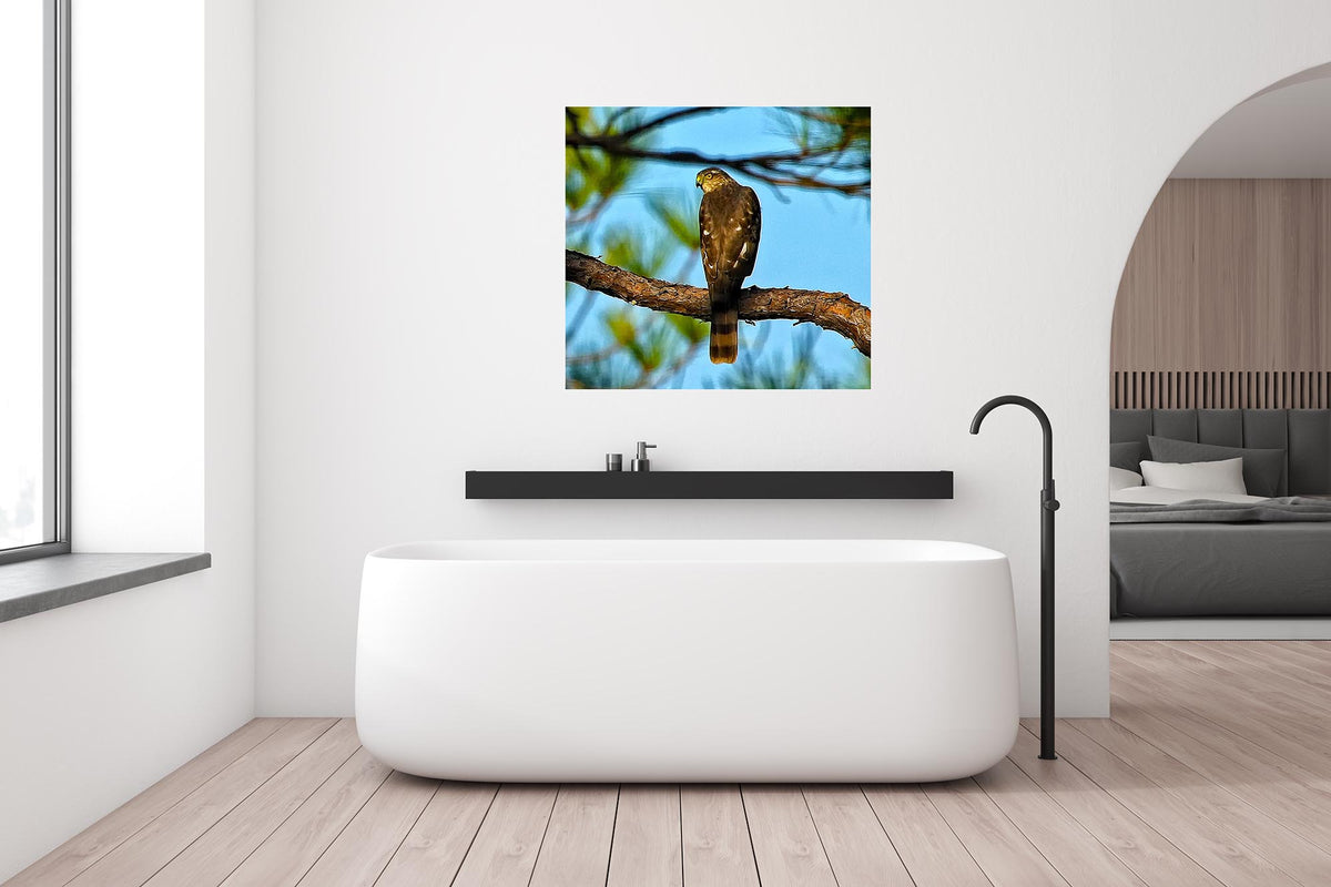 The Watcher — Cooper’s Hawk
