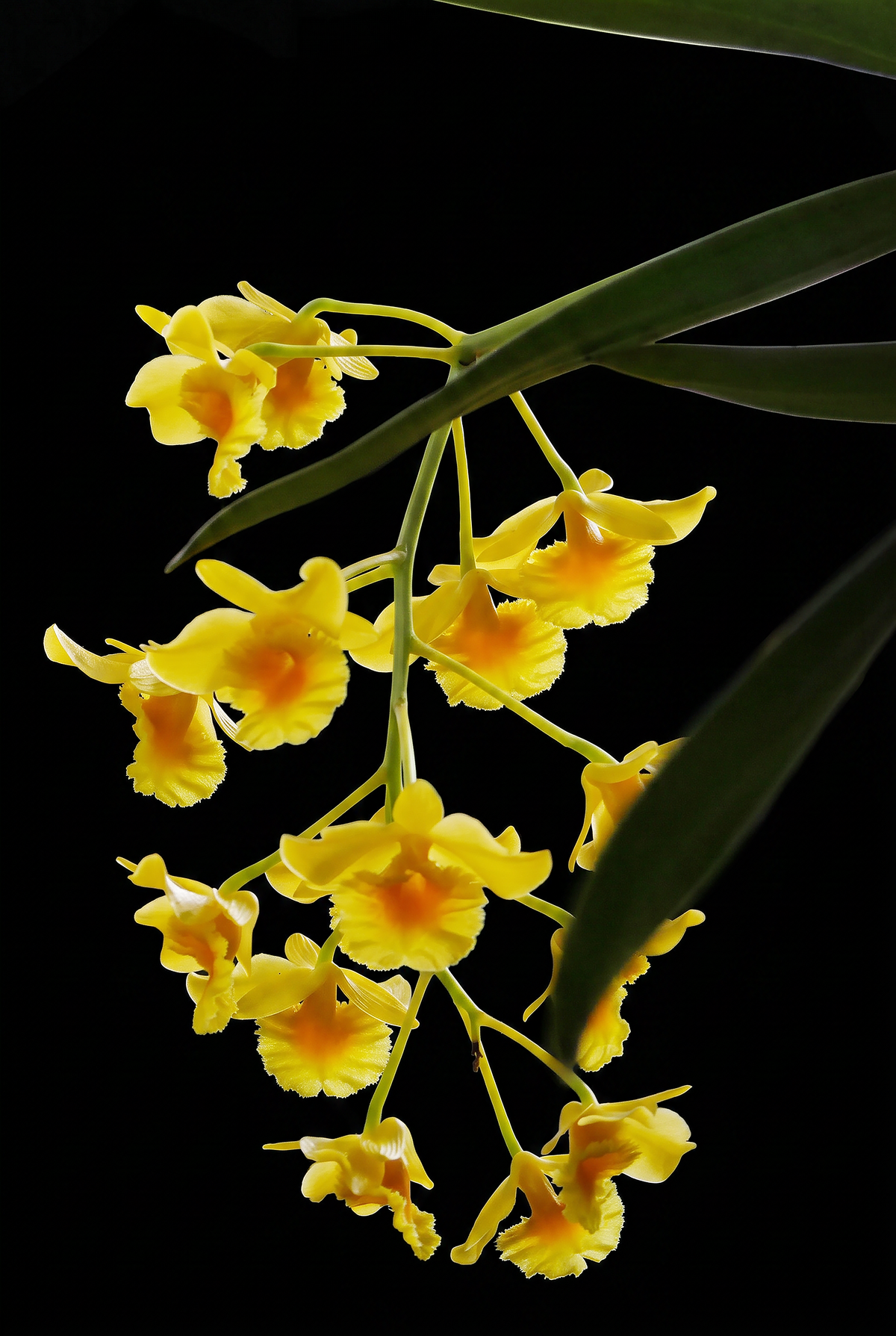 Dendrobium Orchid