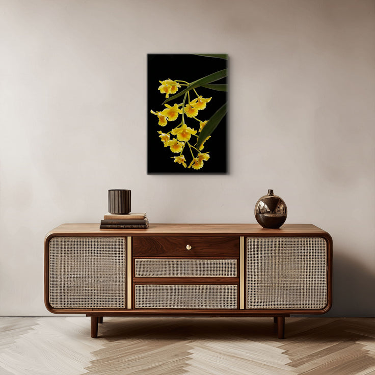 Dendrobium Orchid
