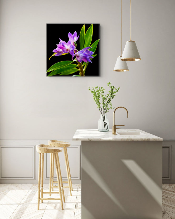 Orchid Print - Queen Victoria