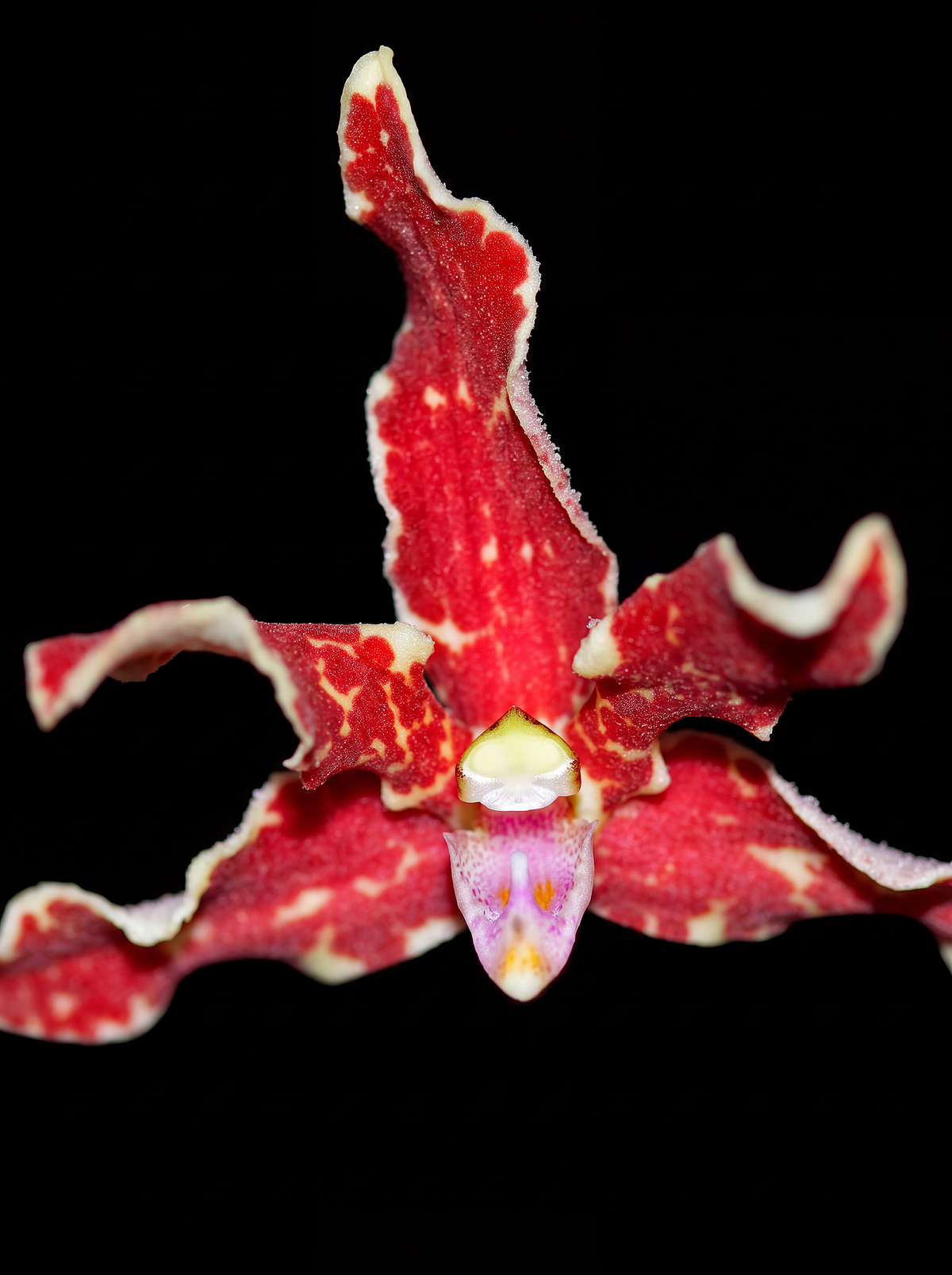 Dimorphorchis orchid photograph by John Cranshaw
