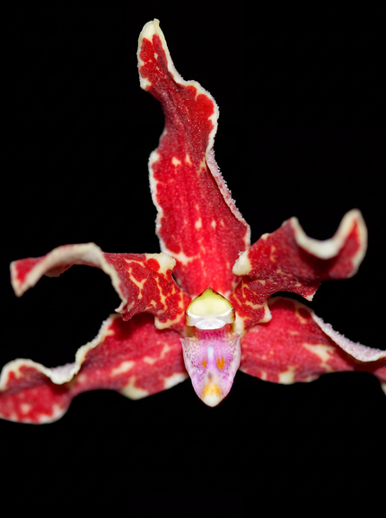 Dimorphorchis orchid photograph by John Cranshaw