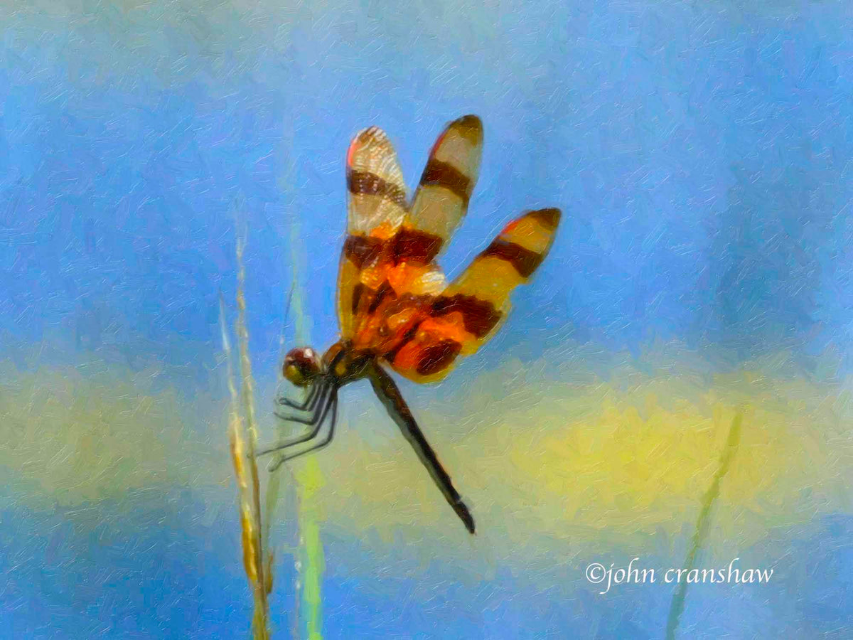 The Dragon Fly by the lake