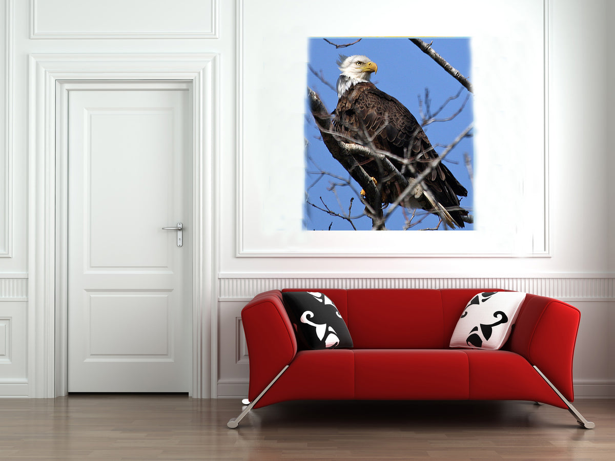 Eagle in a Big Tree