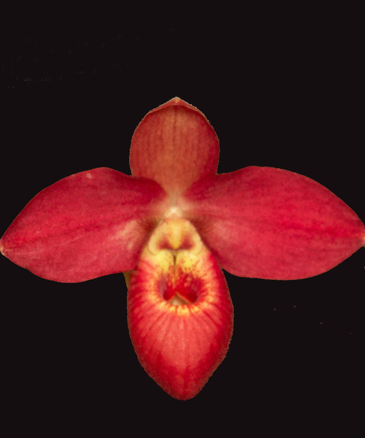 Phragmipedium Elizabeth Castle orchid photograph by John Cranshaw