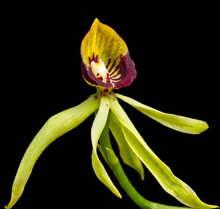 Green Epidendrum orchid photograph by John Cranshaw