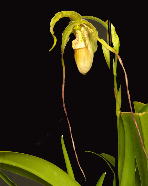 Eugene Conroy orchid photograph by John Cranshaw