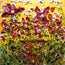 Dark Flowers on a Wall