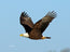 Eagle in Flight
