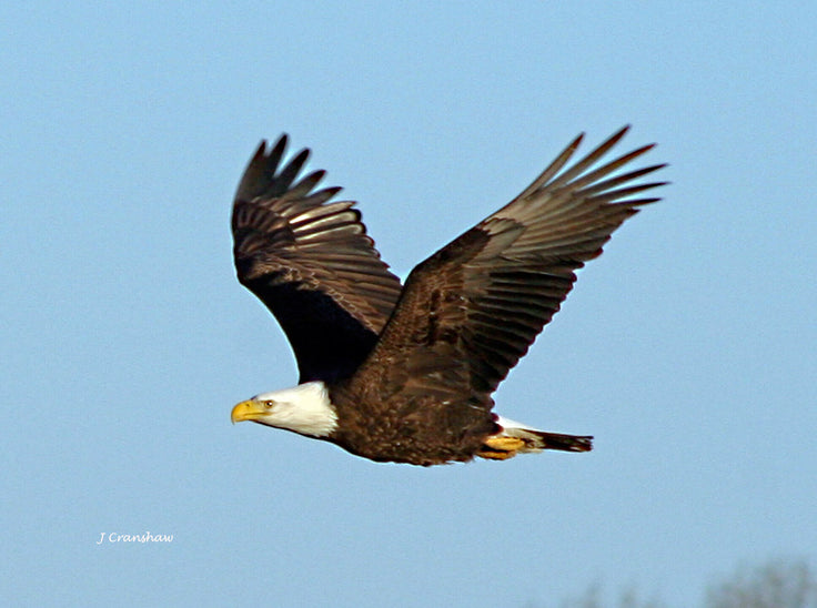 Eagle in Flight