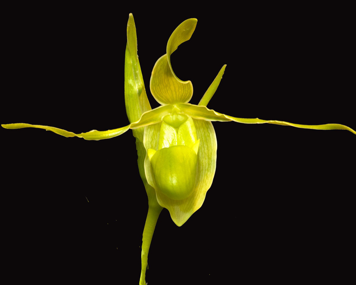 Fox Valley orchid photograph by John Cranshaw
