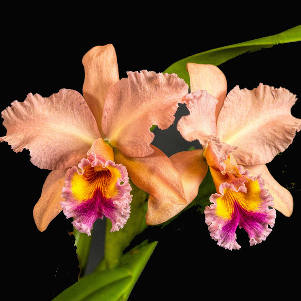 General orchid photograph by John Cranshaw