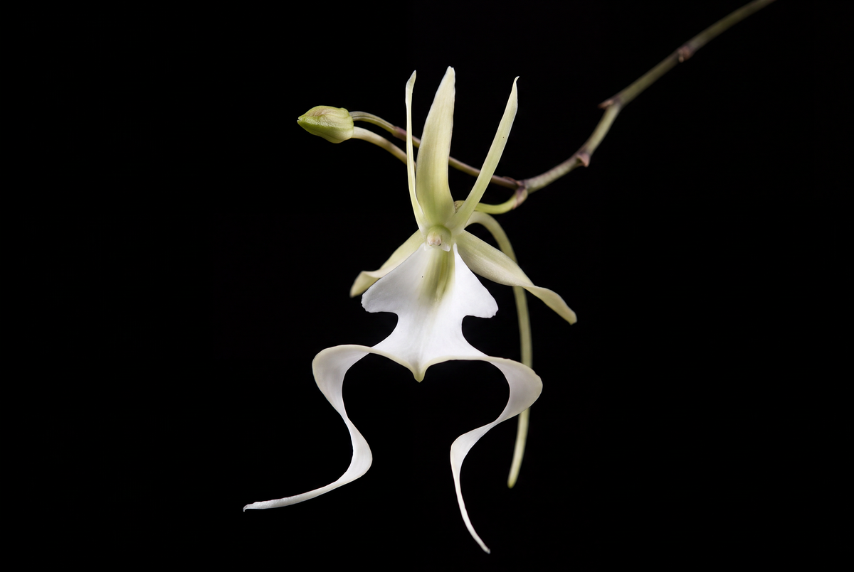 The Ghost Orchid