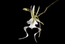 The Ghost Orchid